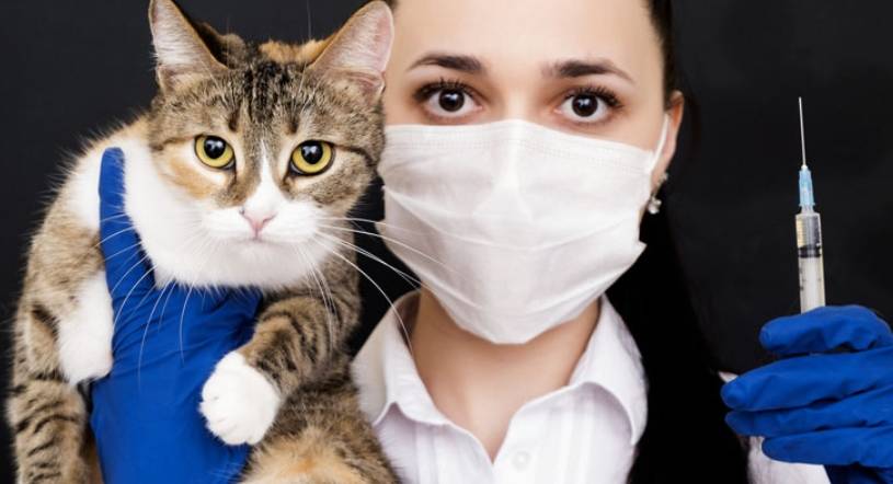España introduce la vacunación antirrábica obligatoria para animales de compañía