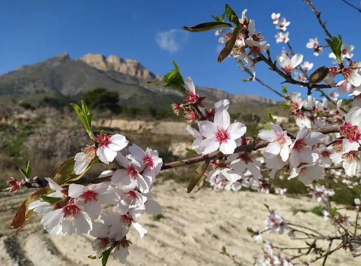La floración se convierte en escarcha: El cambio climático está “destruyendo” los preciados almendros españoles