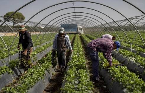 Trabajadoras temporales plantan fresas en una granja en Almonte