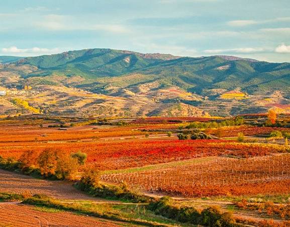 Los viñedos españoles se prevé una cosecha anti récord para 2023