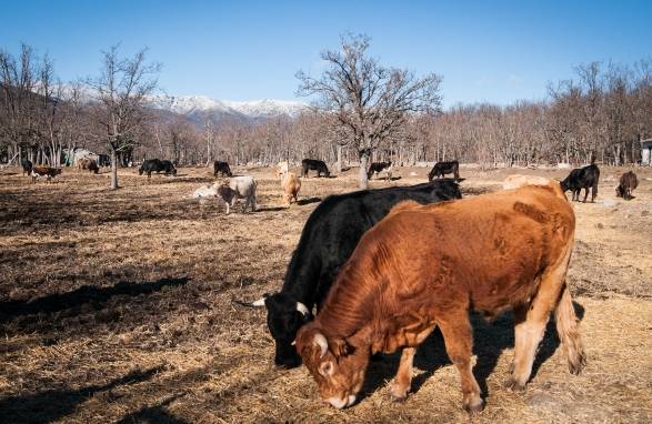 Allevamento bovino in Spagna