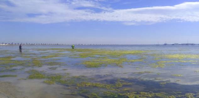 En los últimos años los pescadores capturan más algas en el Mar Menor