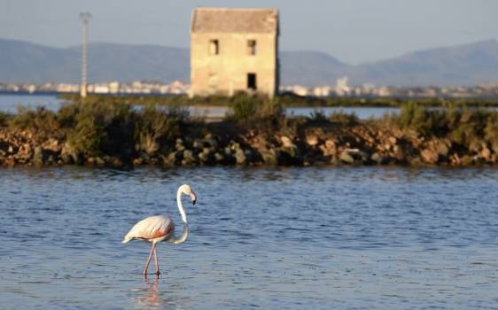 La contaminación del Mar Menor ha llevado a especies al borde de la extinción